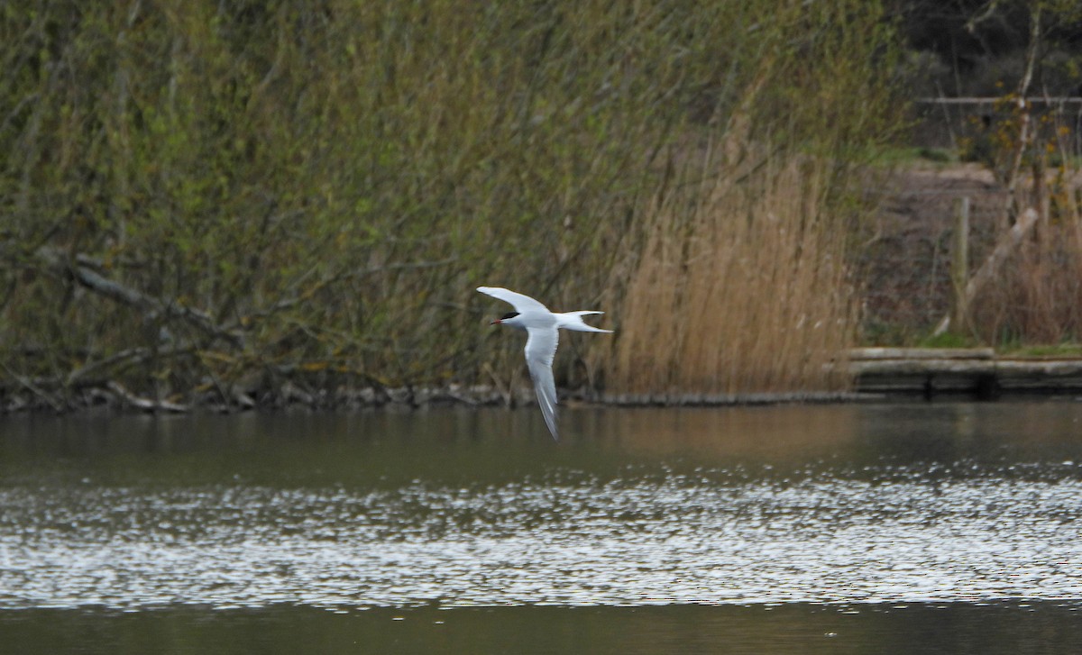 Common Tern - ML326257961