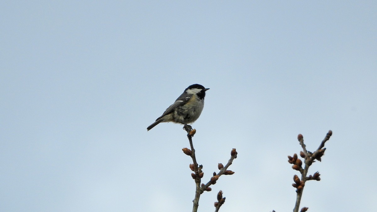 Coal Tit (British) - ML326258281