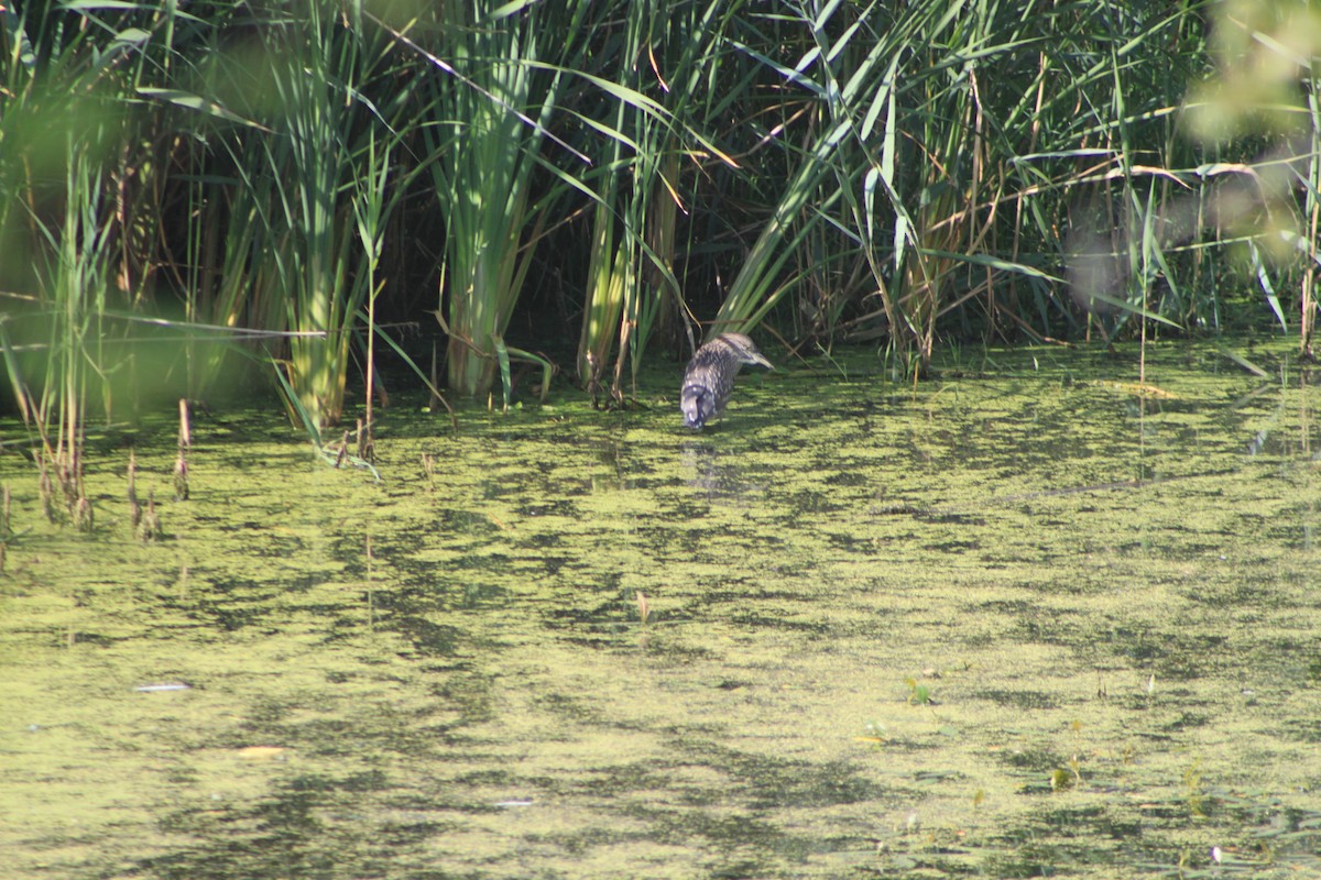 Black-crowned Night Heron - ML32625841