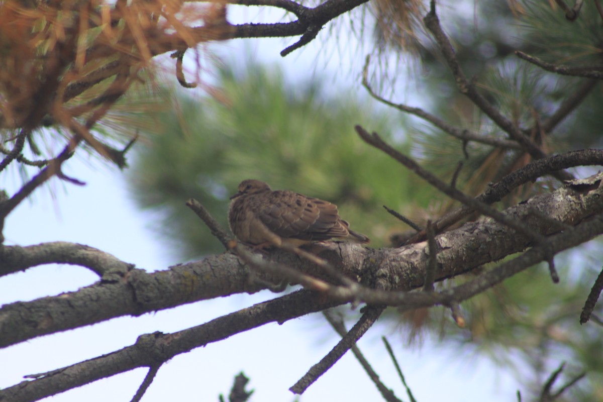 Mourning Dove - ML32625891