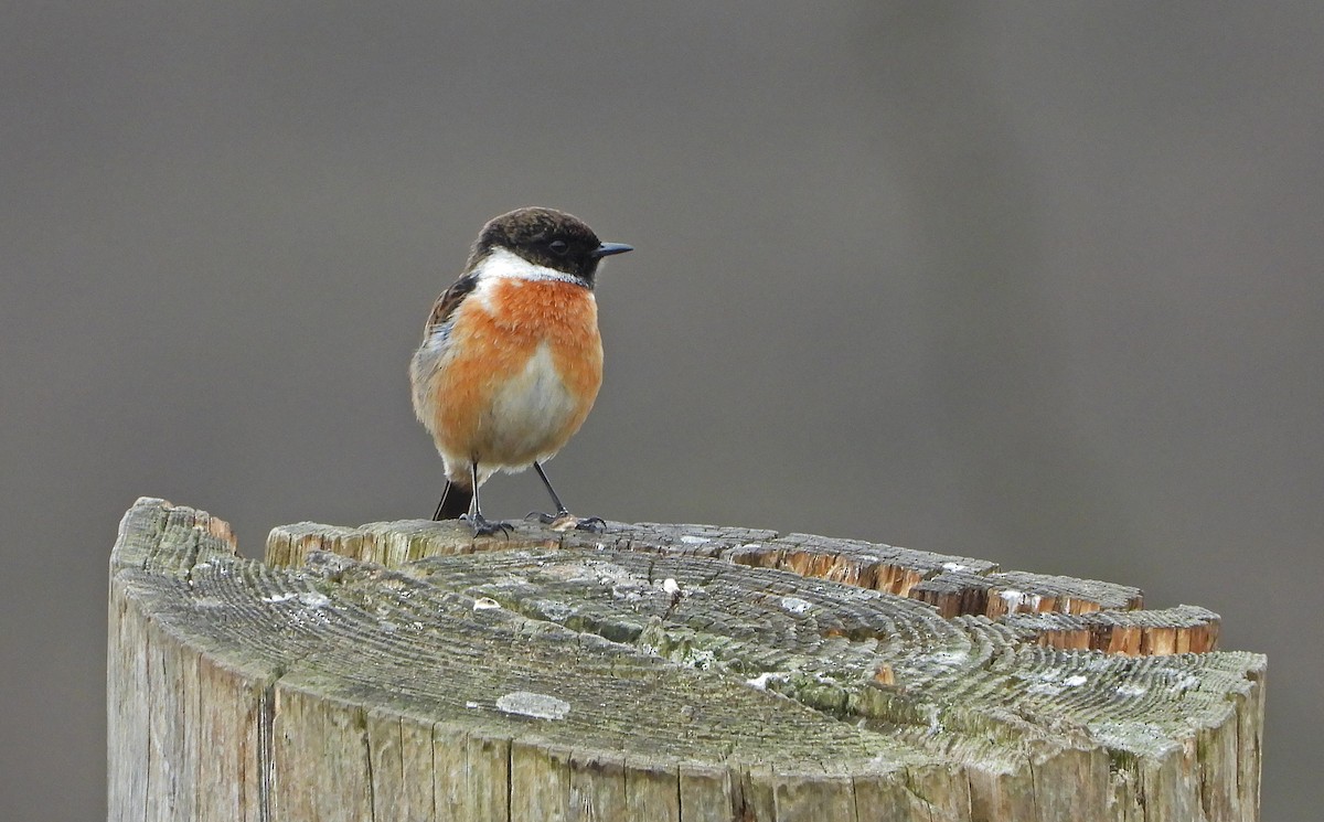 European Stonechat - ML326259161