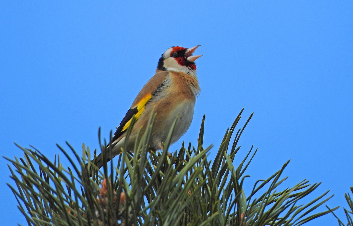 European Goldfinch - ML326259491