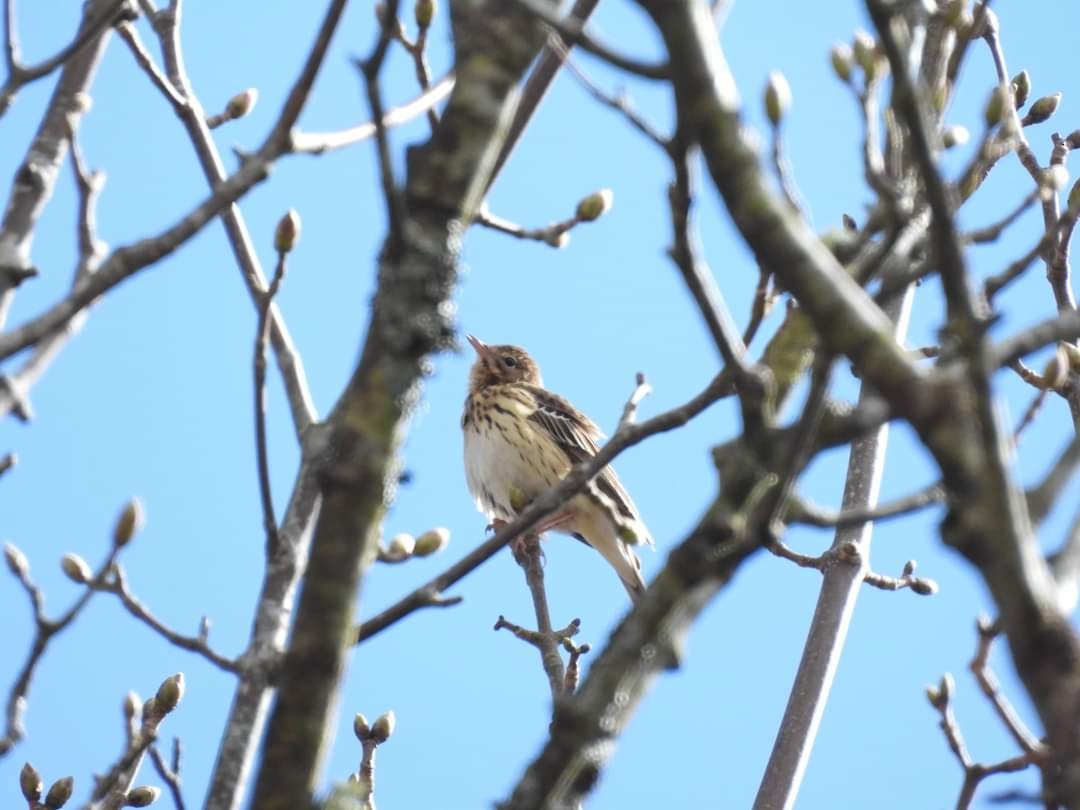 Tree Pipit - ML326260301