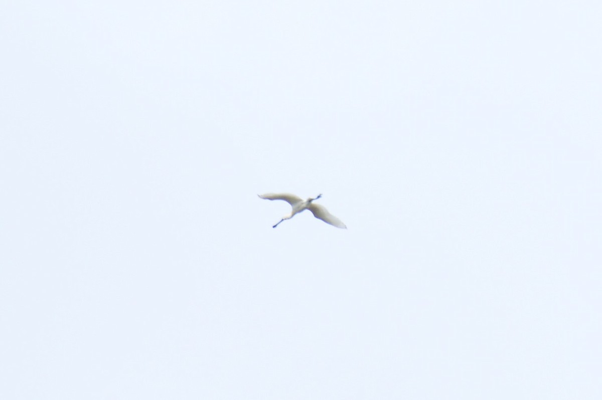 Eurasian Spoonbill - ML326260361