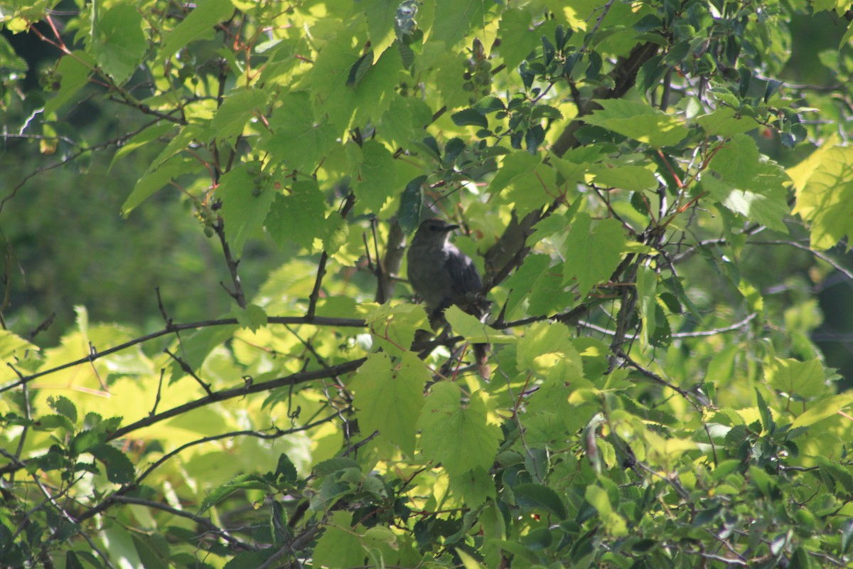 Gray Catbird - ML32626041