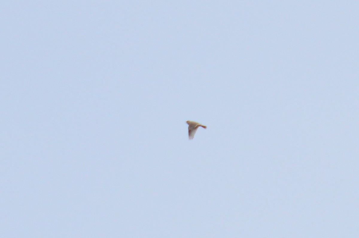 Eurasian Skylark - ML326260421