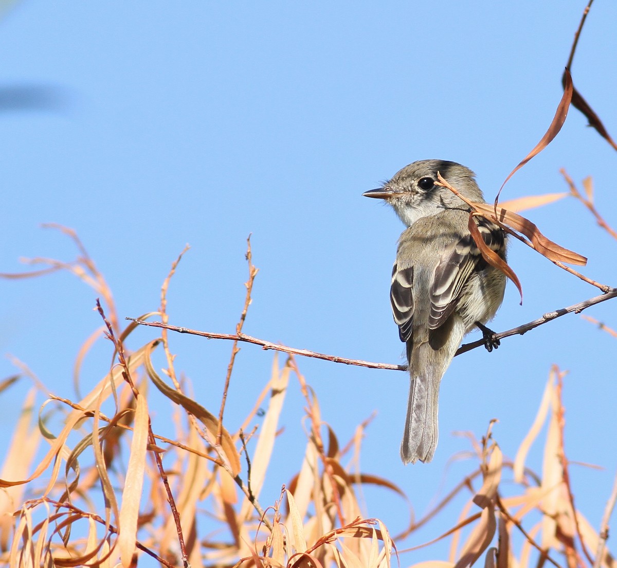 Least Flycatcher - ML32626051