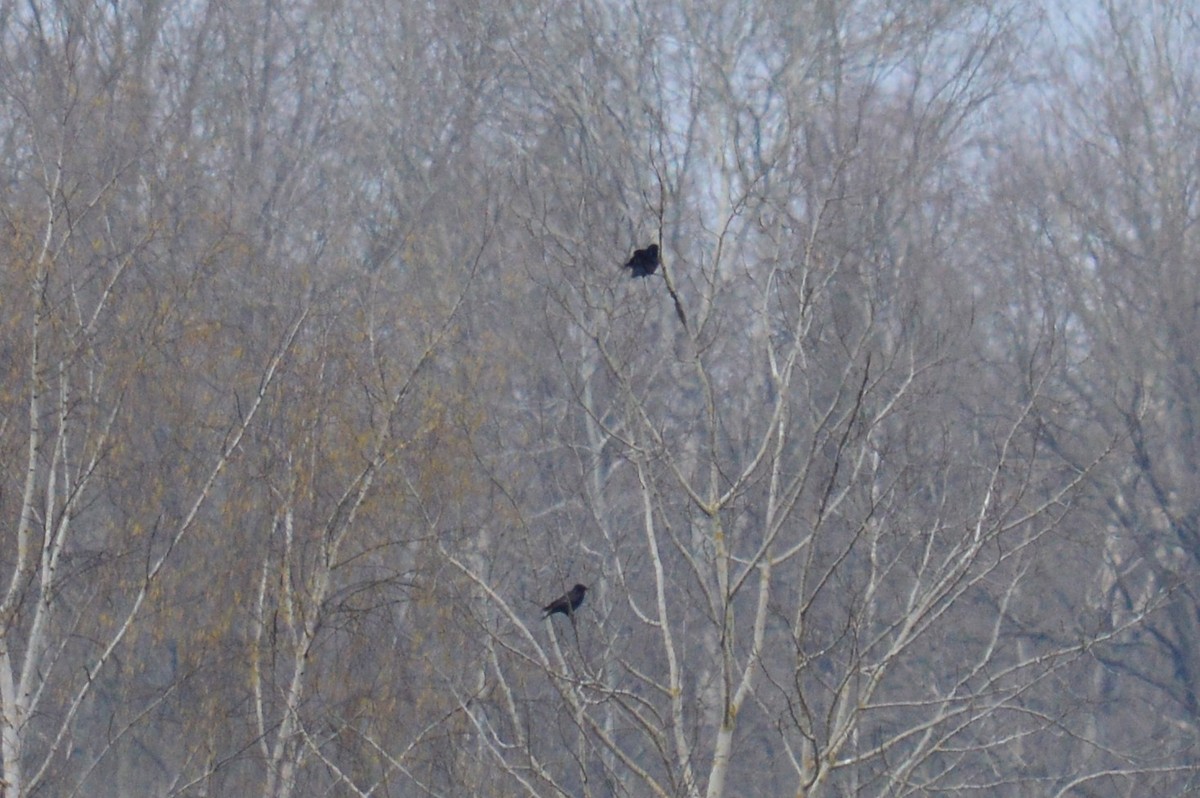 Carrion Crow - ML326260591