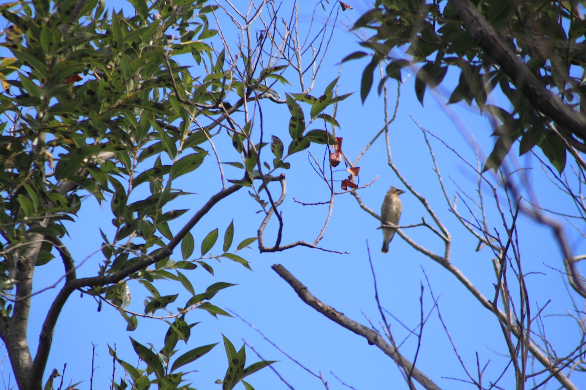 Cedar Waxwing - ML32626101