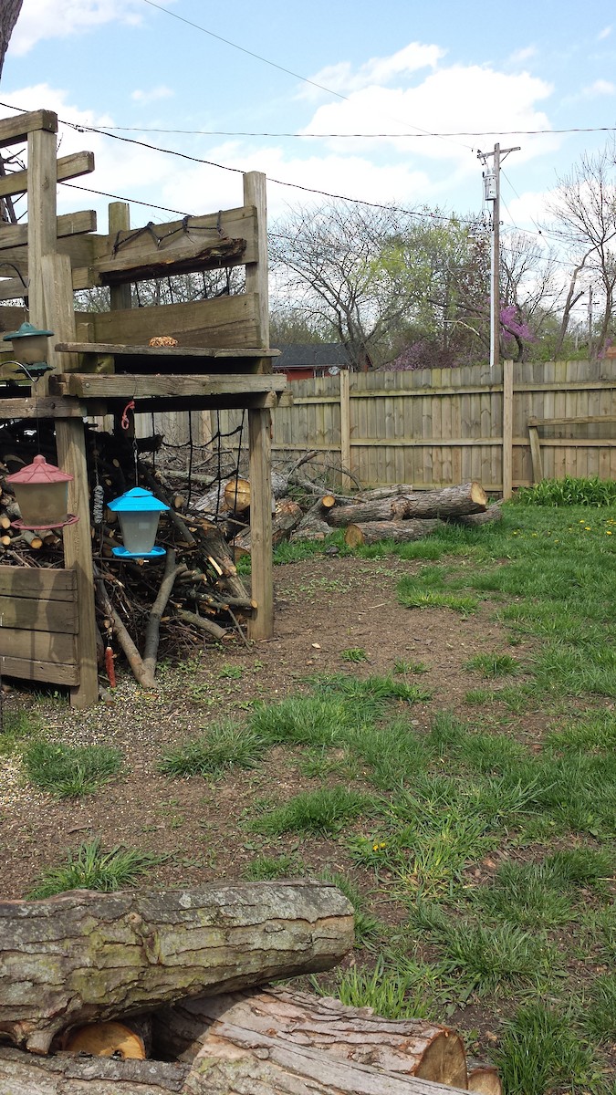 American Robin - ML326262621