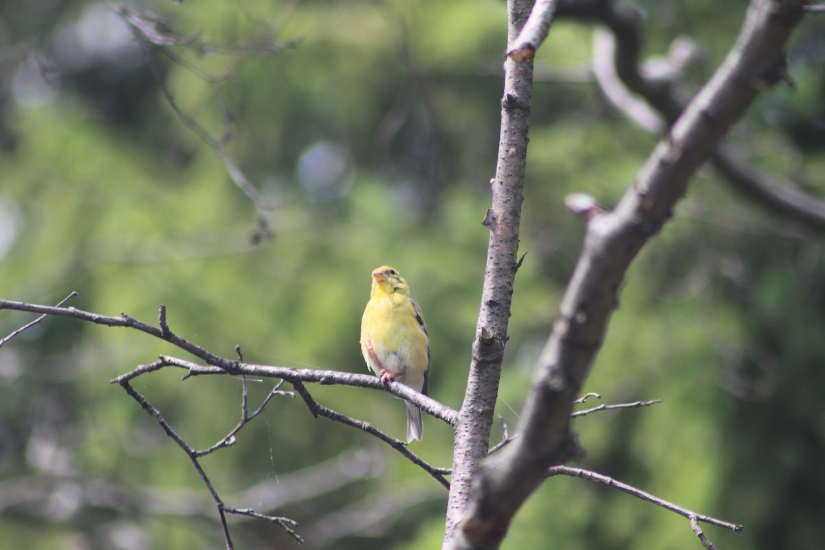 Chardonneret jaune - ML32626381