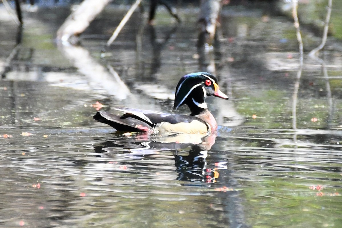 Wood Duck - ML326263831