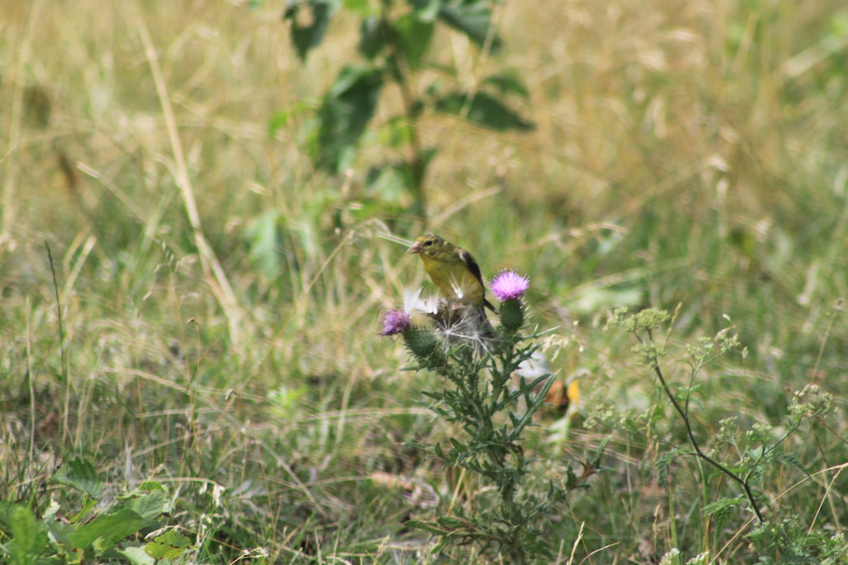 American Goldfinch - ML32626391