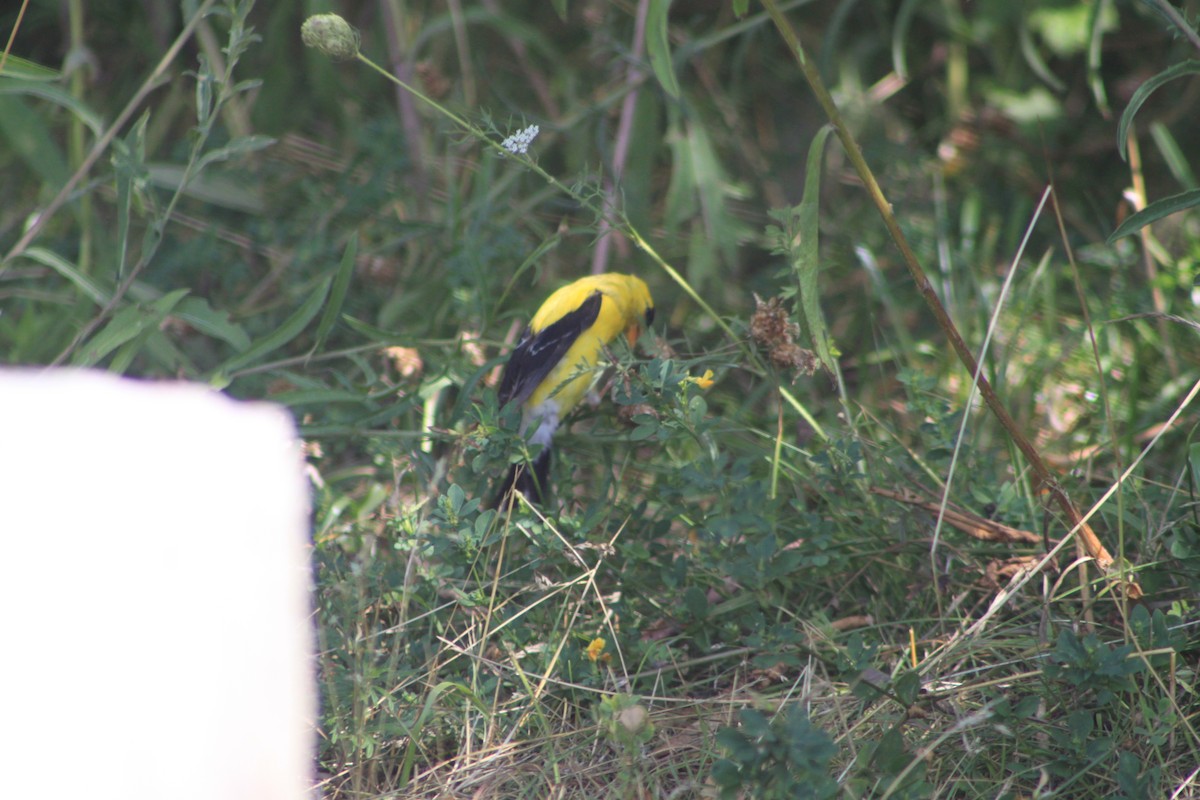 American Goldfinch - ML32626401