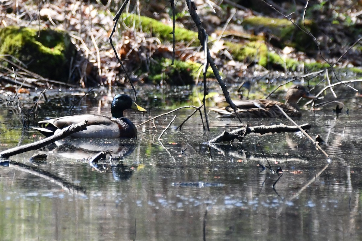 Canard colvert - ML326264101