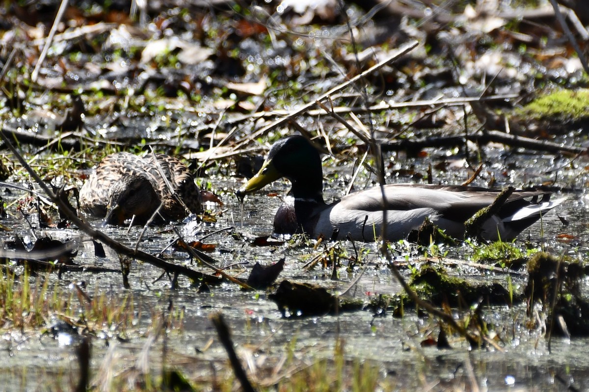 Mallard - Kevin Kelly