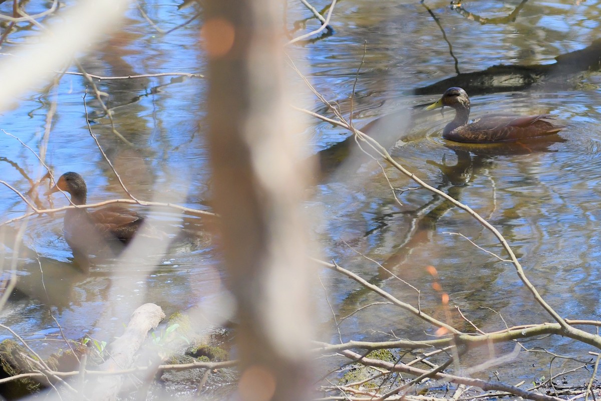 American Black Duck - ML326264321