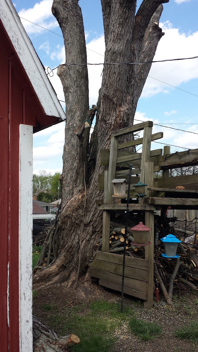 Northern Cardinal - ML326264481