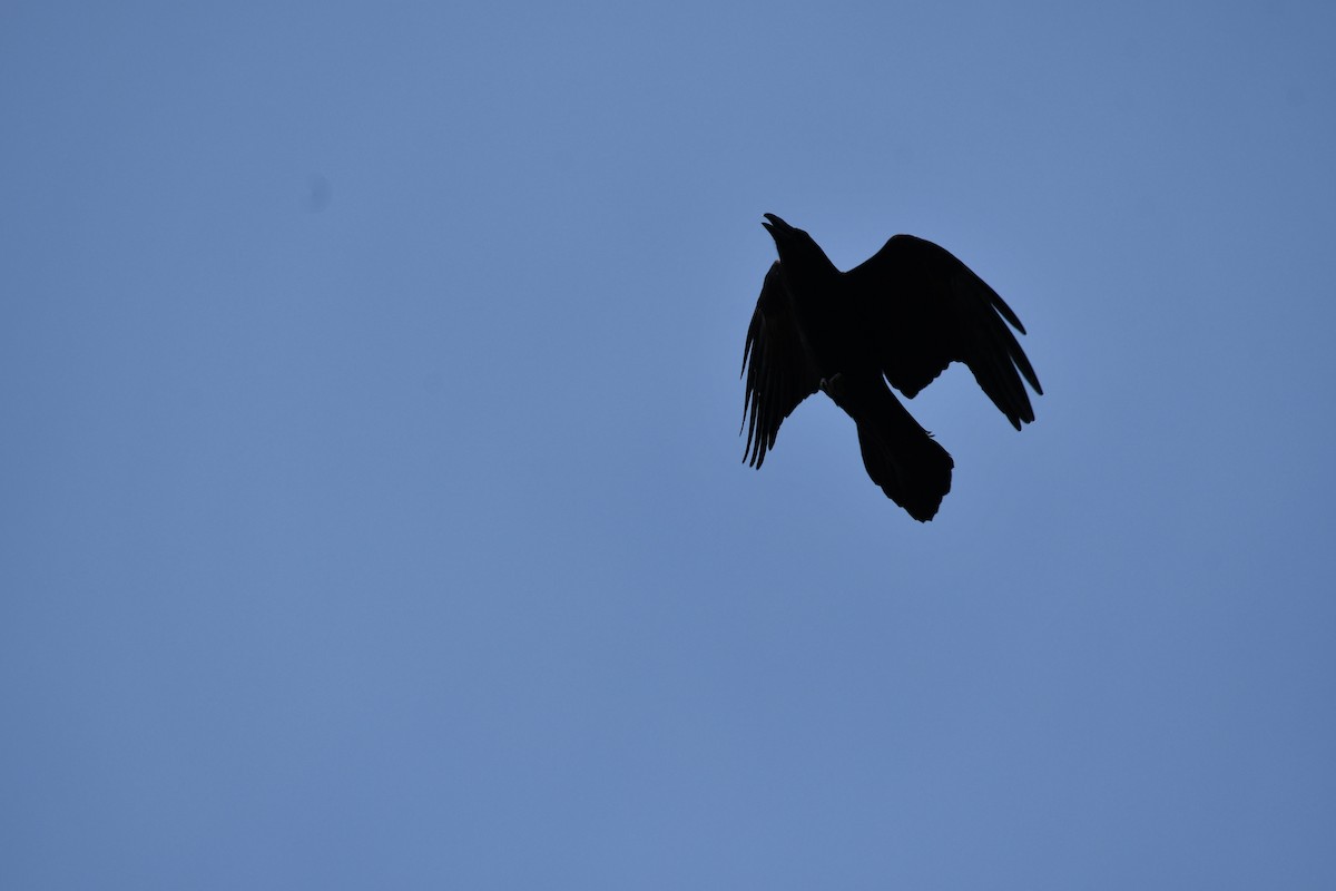 Common Raven - ML326265631