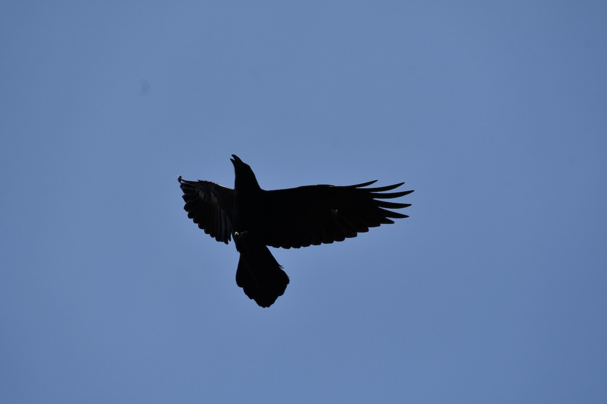 Common Raven - ML326265641