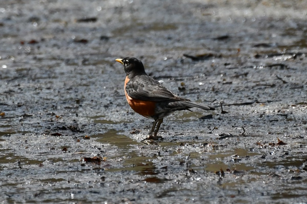 American Robin - ML326266001