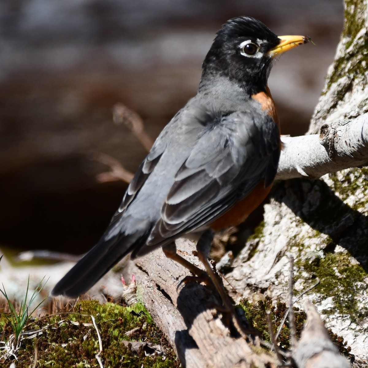 American Robin - Kevin Kelly