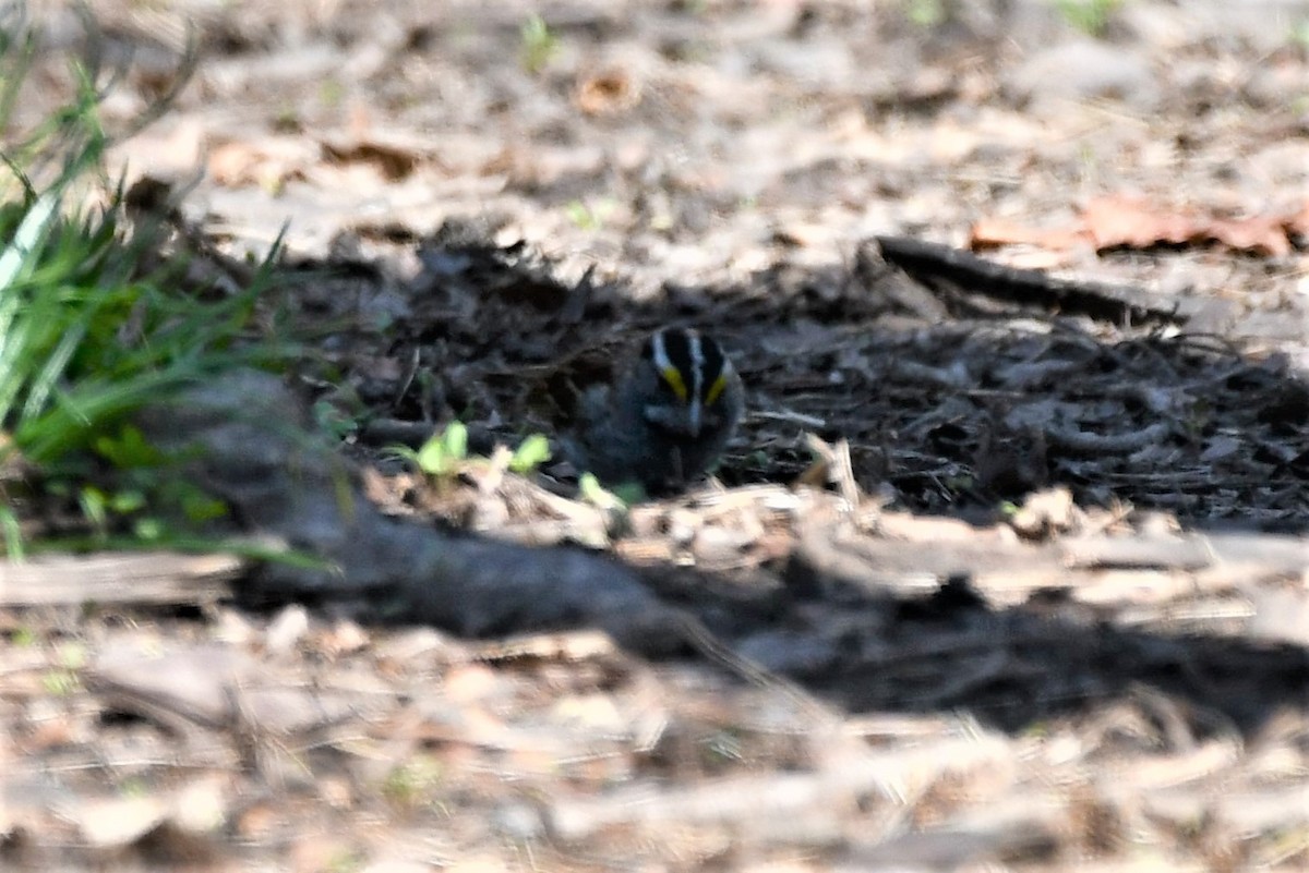 White-throated Sparrow - ML326266161