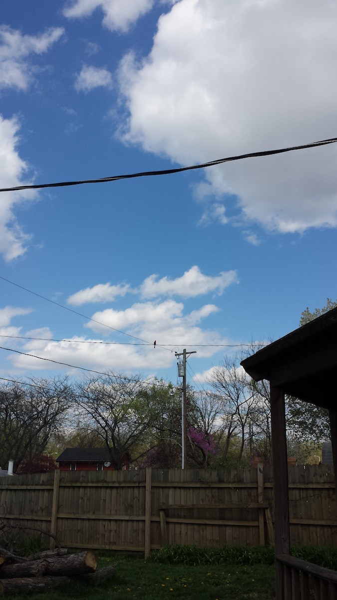 Northern Cardinal - ML326266281