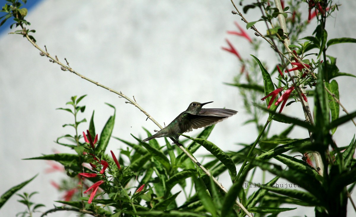 Colibrí Blanquioliva - ML326266531