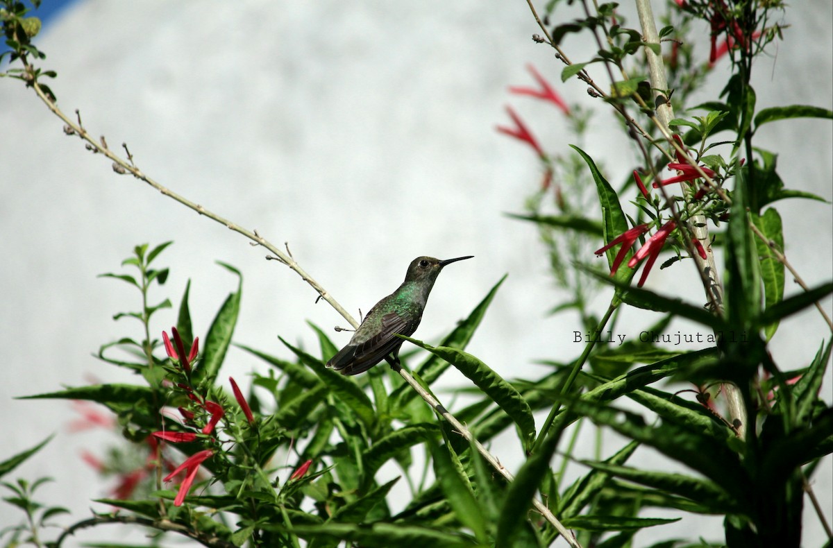 Olive-spotted Hummingbird - Billy Roller