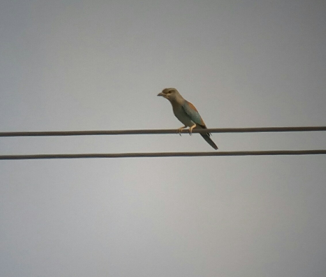 European Roller - ML32626711