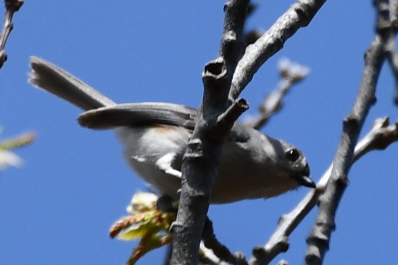 Mésange bicolore - ML326267911