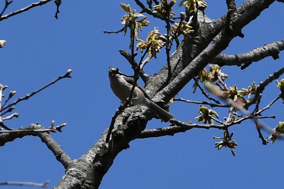 Mésange bicolore - ML326267931