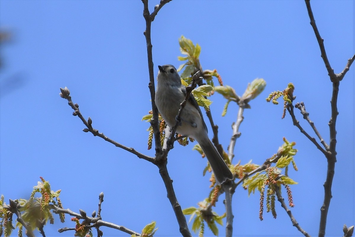 Mésange bicolore - ML326267951