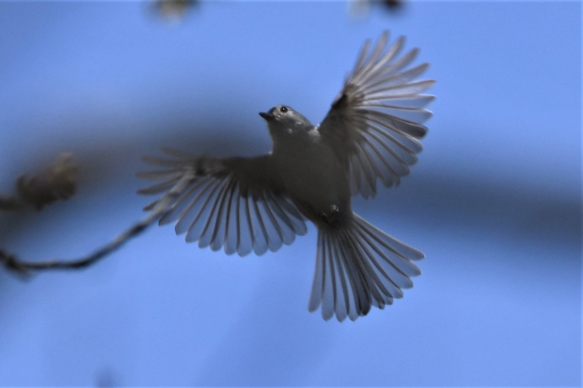 Tufted Titmouse - ML326267961