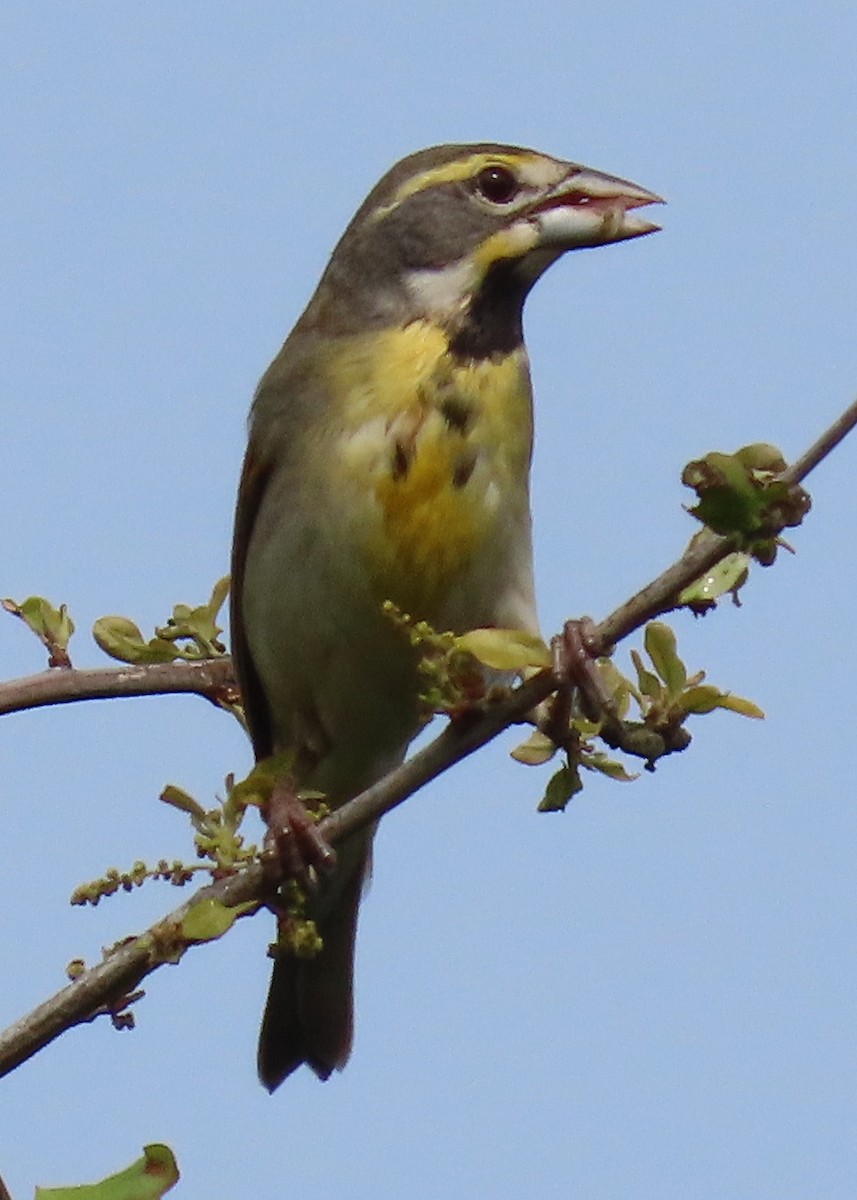 Dickcissel - Nancy Leonard