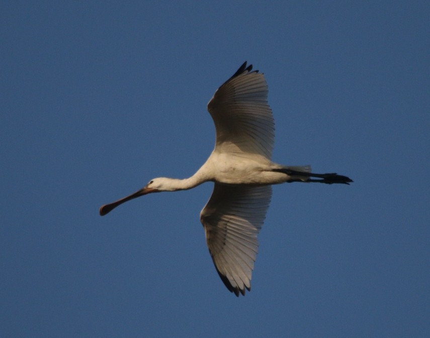 Eurasian Spoonbill - ML32626941