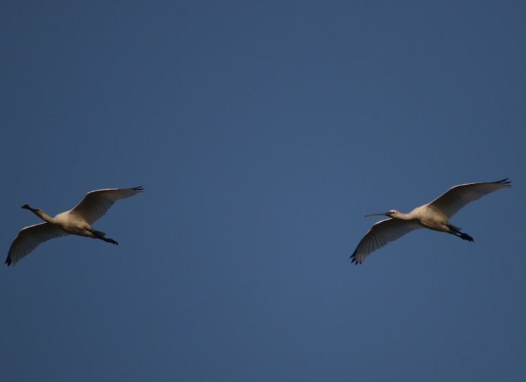 Eurasian Spoonbill - ML32626951