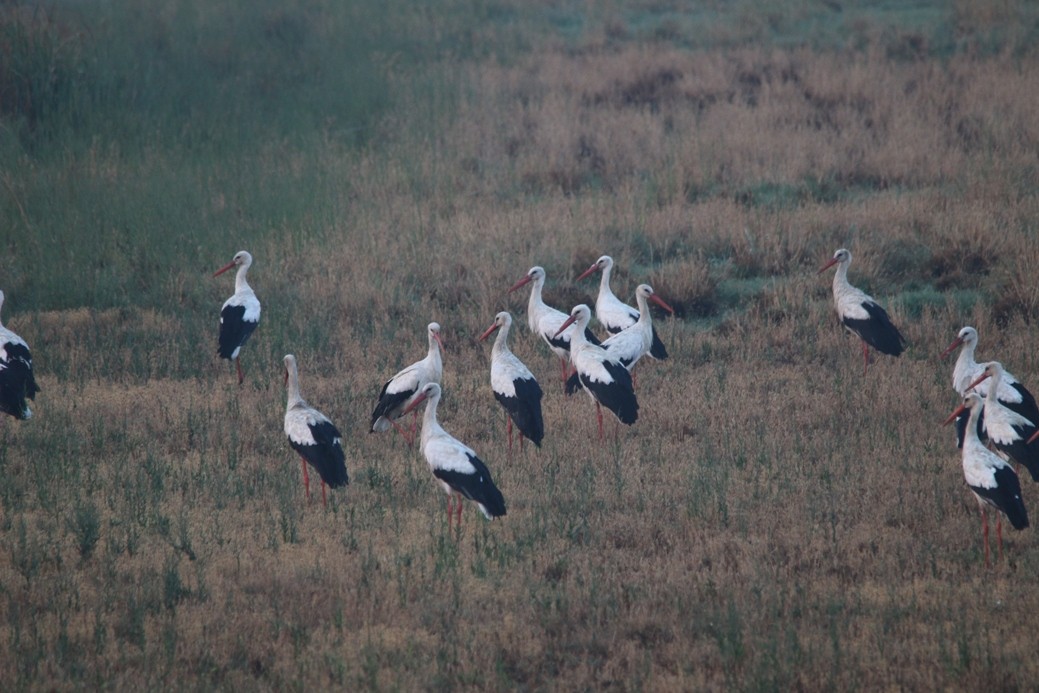 White Stork - ML32626991