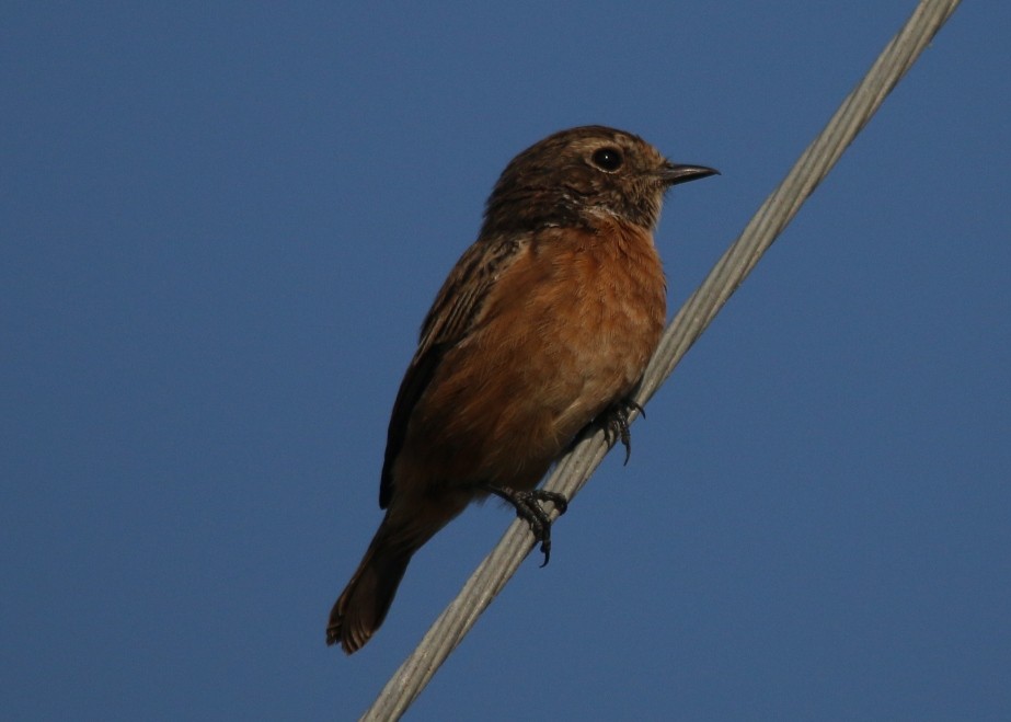 European Stonechat - ML32627101