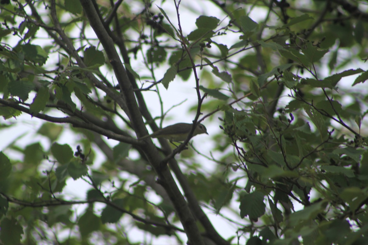 Philadelphia Vireo - ML32627111
