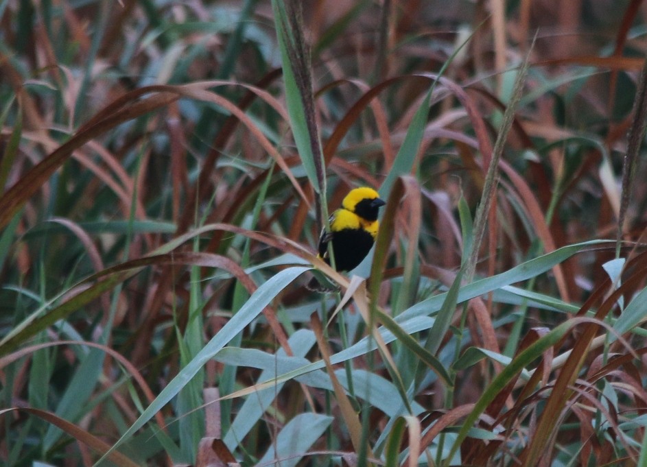 Yellow-crowned Bishop - ML32627191