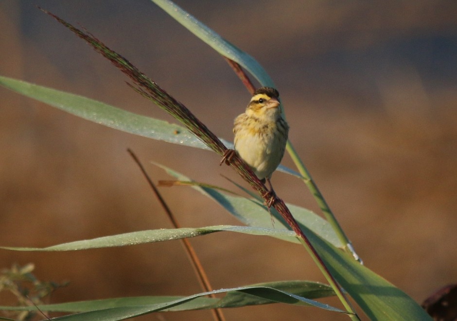 Yellow-crowned Bishop - ML32627201