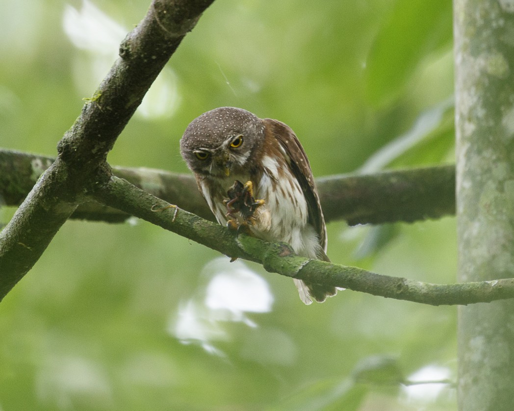 Amazonian Pygmy-Owl - ML326272111