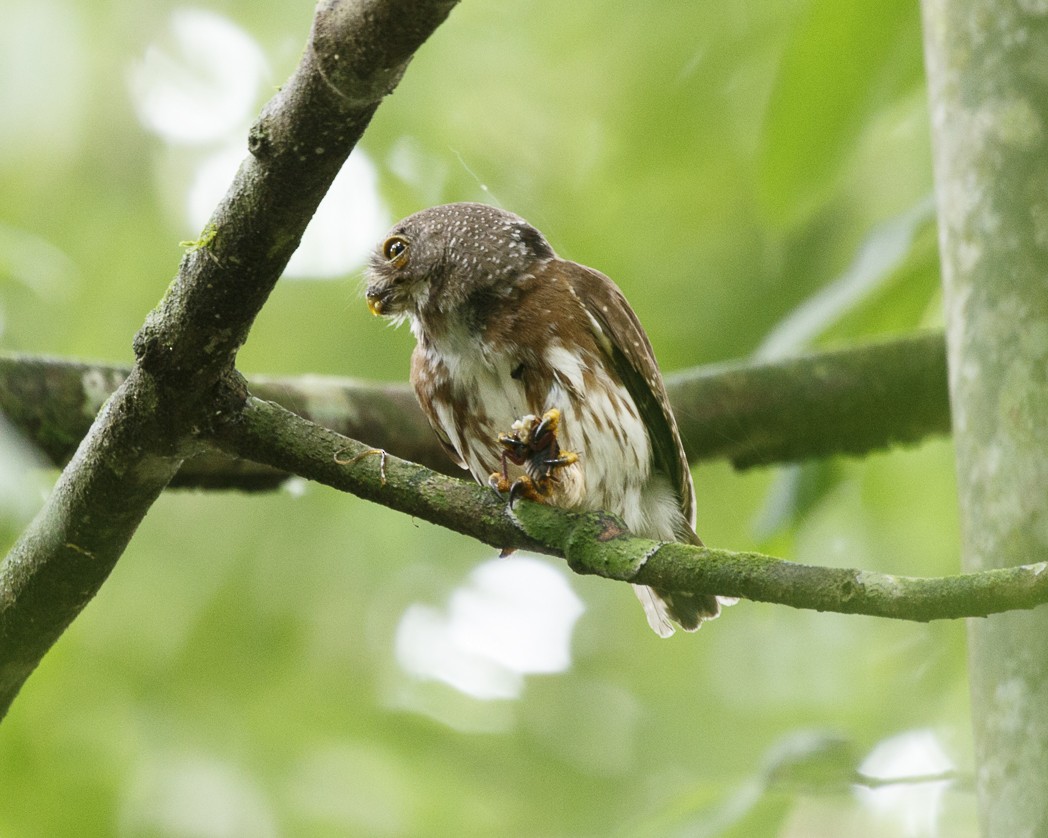 Amazonian Pygmy-Owl - ML326272121