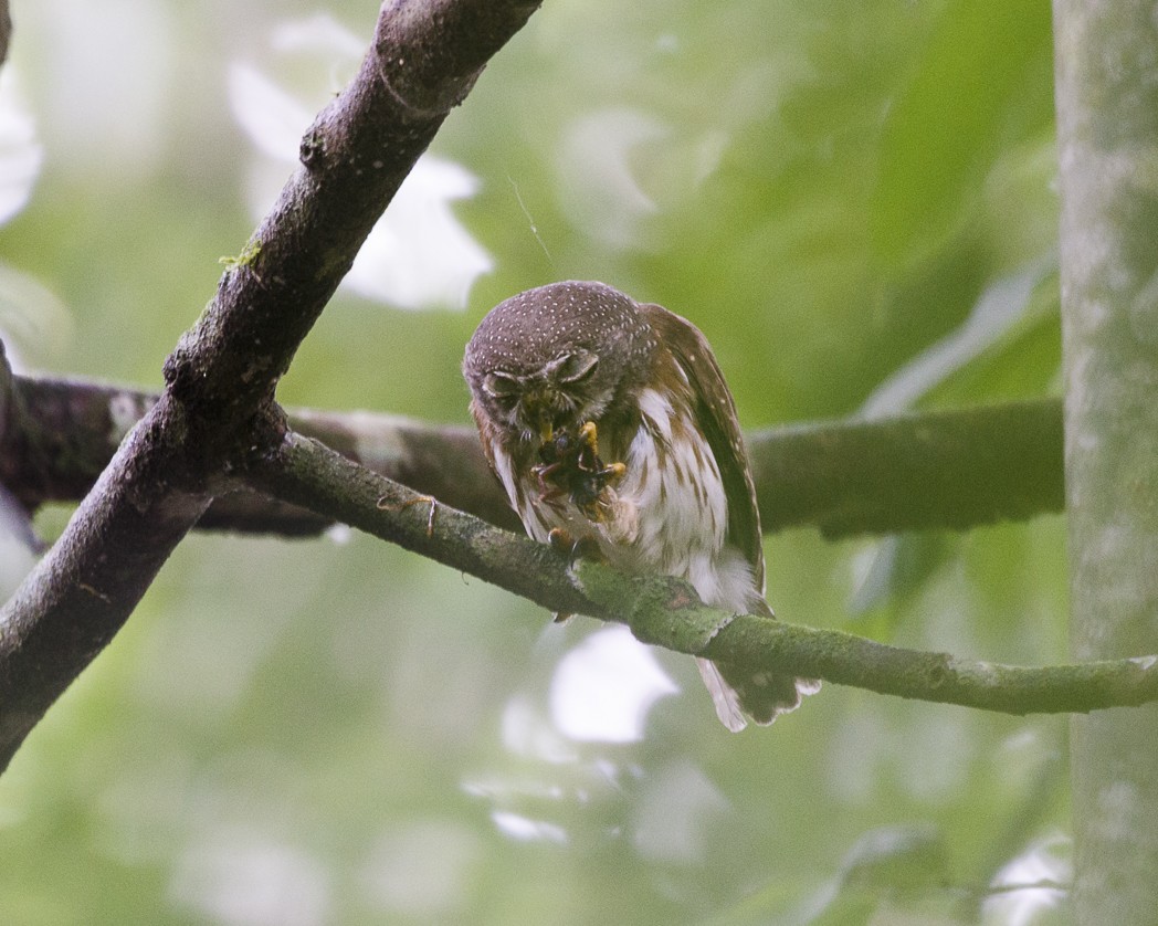 Amazonian Pygmy-Owl - ML326272131