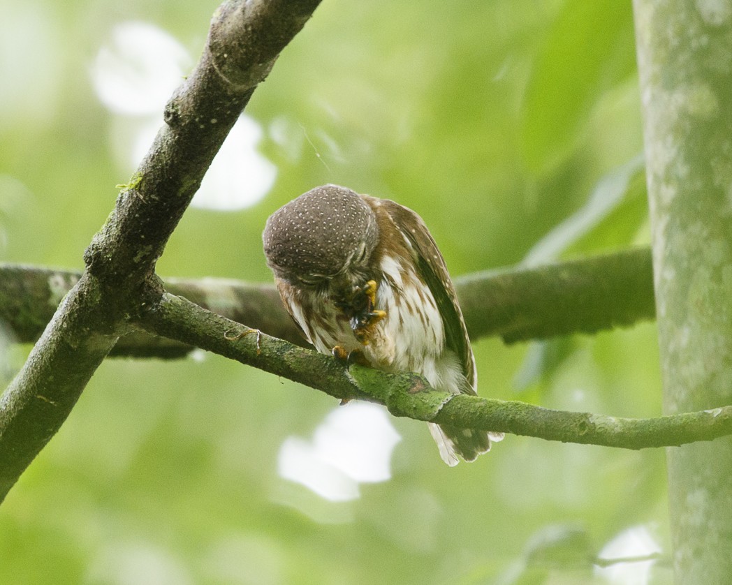 Amazonian Pygmy-Owl - ML326272151