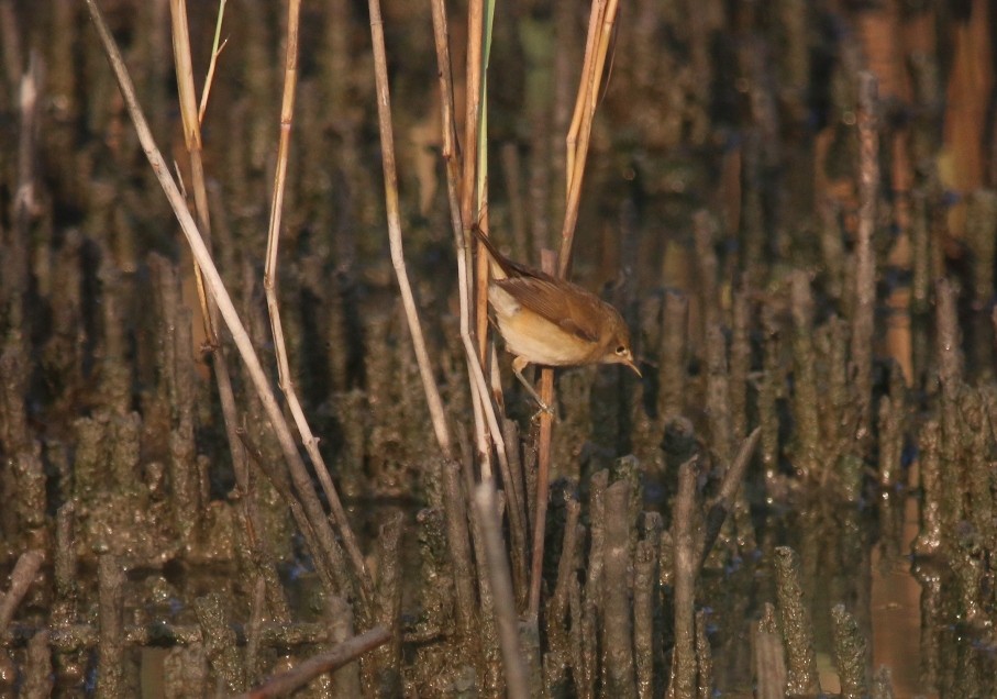 Common Reed Warbler - Alexandre Hespanhol Leitão