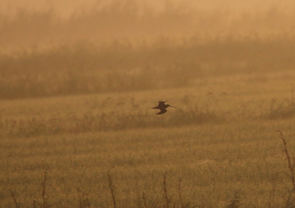 Common Snipe - ML32627261