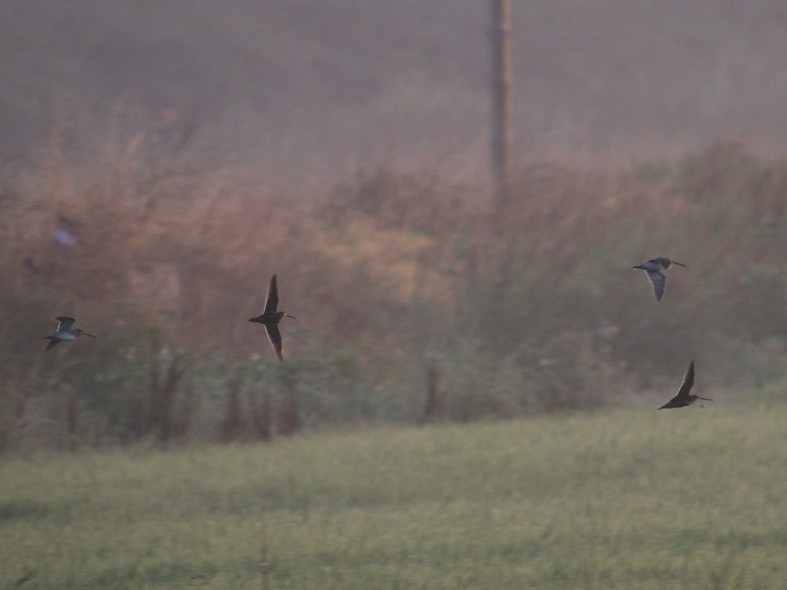 Common Snipe - ML32627271